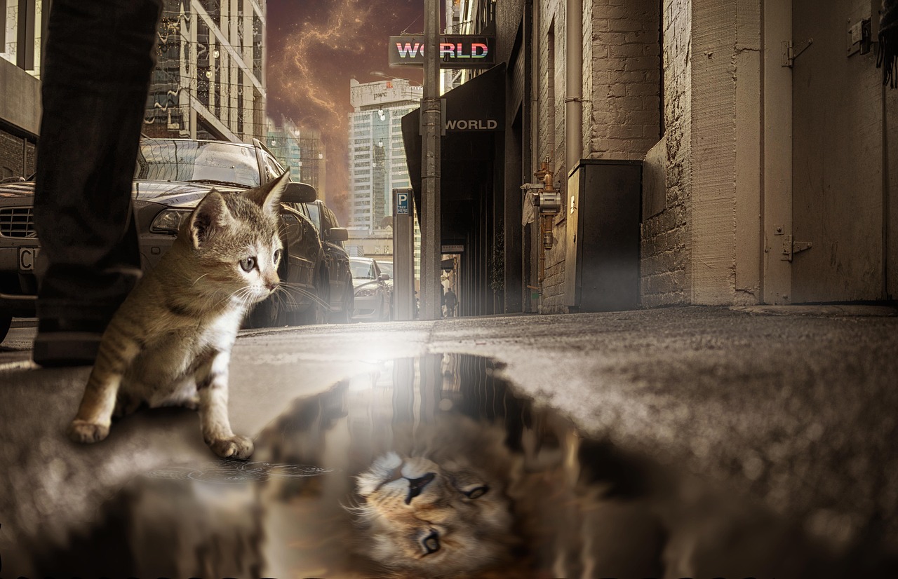 猫咪田园游戏攻略，打造你的梦幻猫咪乐园