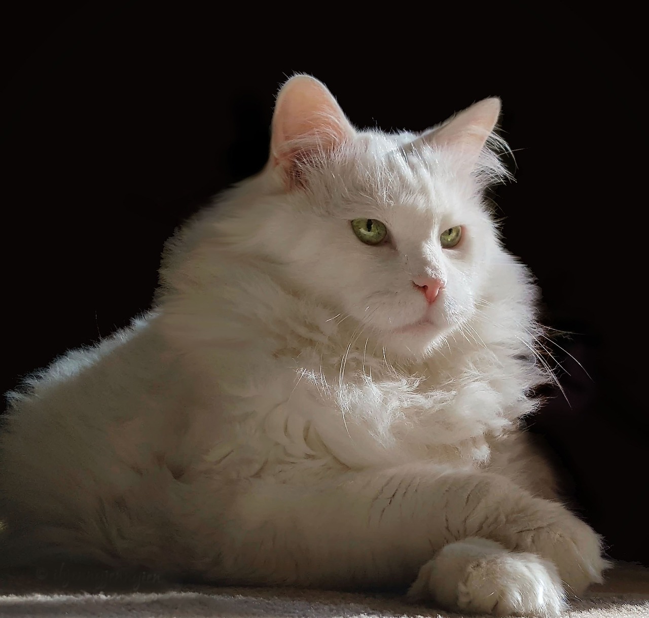 苹果Cats游戏攻略，征服猫咪世界的秘籍