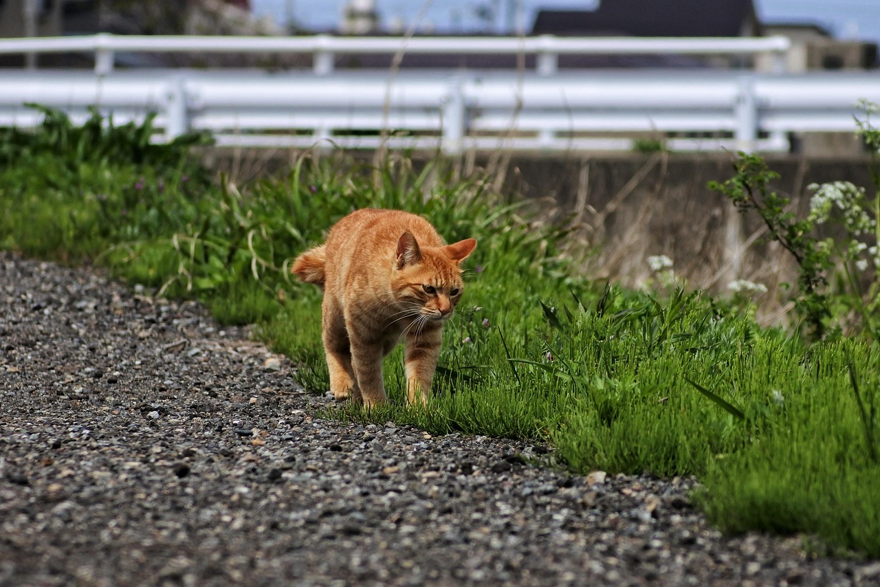 猫和老鼠，经典单机冒险攻略